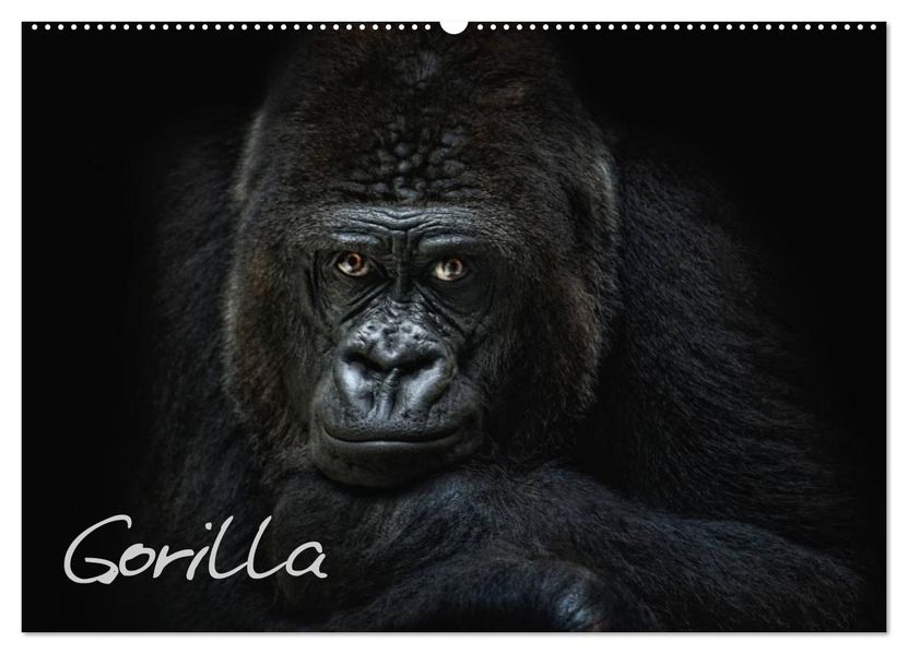 Gorilla (Wandkalender 2026 DIN A2 quer) CALVENDO Monatskalender
