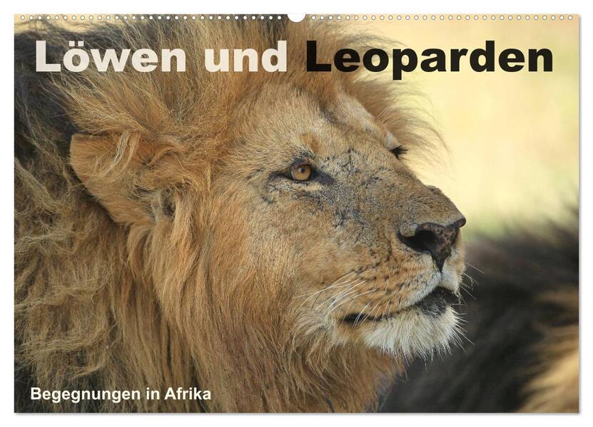 Löwen und Leoparden - Begegnungen in Afrika (Wandkalender 2026 DIN A2 quer) CALVENDO Monatskalender