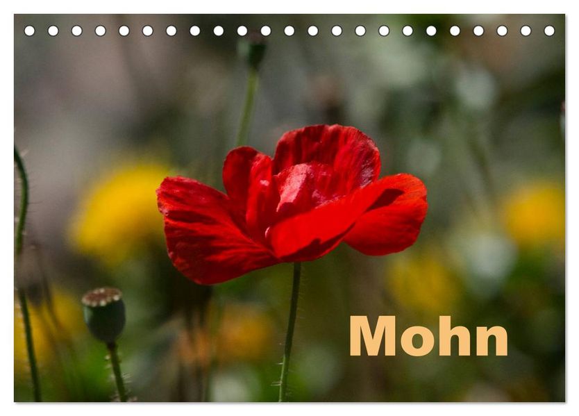 Mohn (Tischkalender 2026 DIN A5 quer) CALVENDO Monatskalender