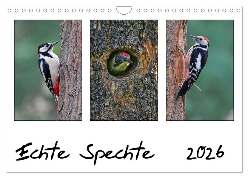 Echte Spechte (Wandkalender 2026 DIN A4 quer) CALVENDO Monatskalender