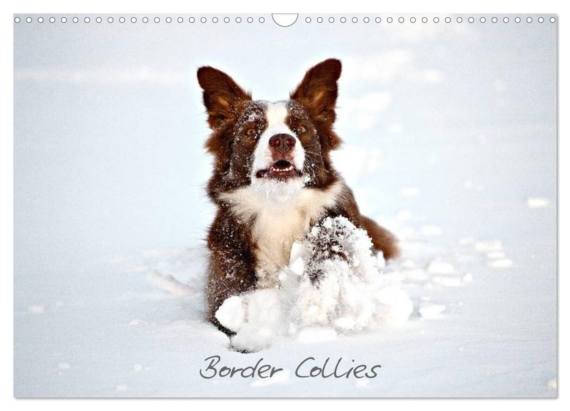 Border Collies (Wandkalender 2026 DIN A3 quer) CALVENDO Monatskalender