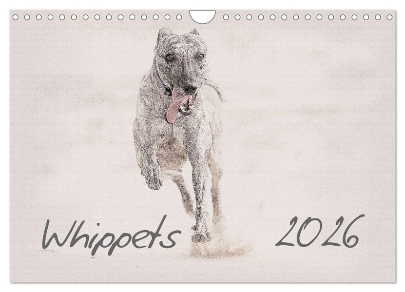 Whippet 2026 (Wandkalender 2026 DIN A4 quer) CALVENDO Monatskalender