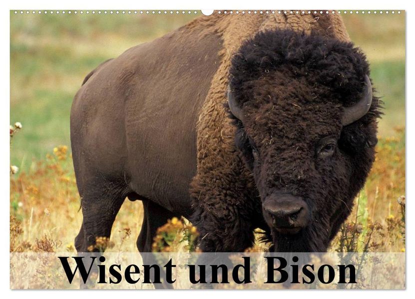 Wisent und Bison (Wandkalender 2026 DIN A2 quer) CALVENDO Monatskalender
