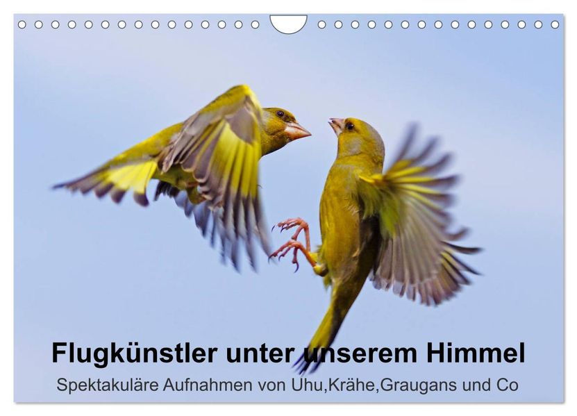 Flugkünstler unter unserem Himmel - Spektakuläre Aufnahmen von UhuKräheGraugans und Co (Wandkalender 2026 DIN A4 quer) CALVENDO Monatskalender