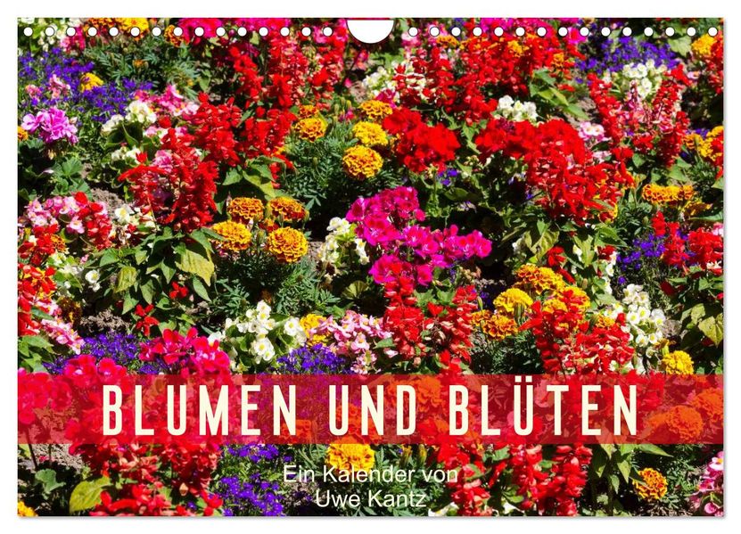 Blumen und Blüten (Wandkalender 2026 DIN A4 quer) CALVENDO Monatskalender