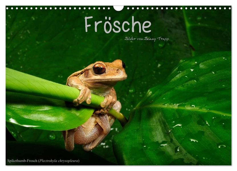Frösche (Wandkalender 2026 DIN A3 quer) CALVENDO Monatskalender