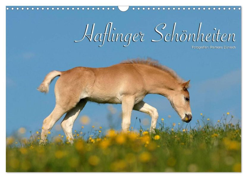Haflinger Schönheiten (Wandkalender 2026 DIN A3 quer) CALVENDO Monatskalender