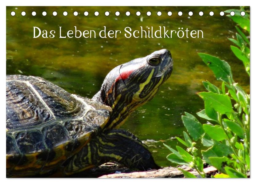 Das Leben der Schildkröten (Tischkalender 2026 DIN A5 quer) CALVENDO Monatskalender