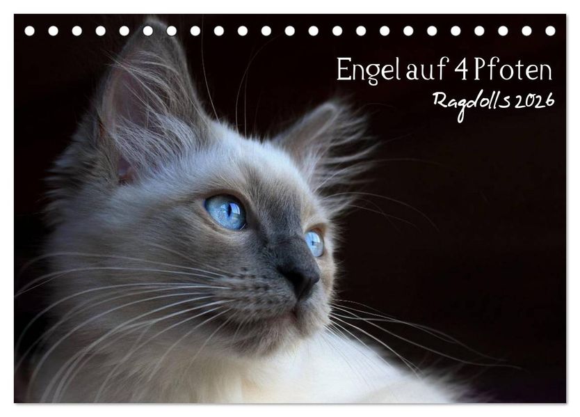 Engel auf 4 Pfoten - Ragdolls 2026 (Tischkalender 2026 DIN A5 quer) CALVENDO Monatskalender
