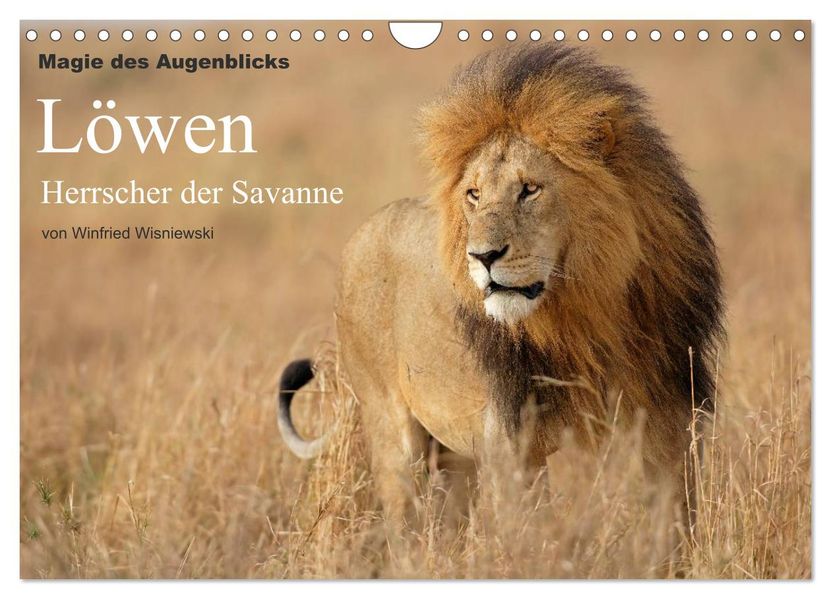 Magie des Augenblicks - Löwen - Herrscher der Savanne (Wandkalender 2026 DIN A4 quer) CALVENDO Monatskalender