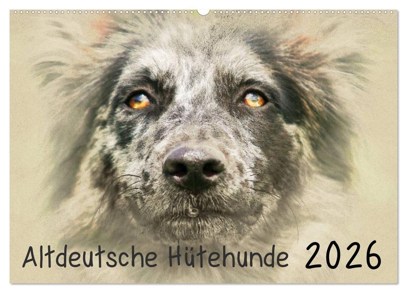 Altdeutsche Hütehunde 2026 (Wandkalender 2026 DIN A2 quer) CALVENDO Monatskalender