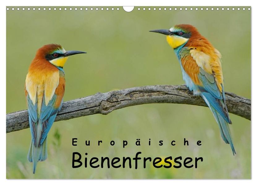 Europäische Bienenfresser (Wandkalender 2026 DIN A3 quer) CALVENDO Monatskalender