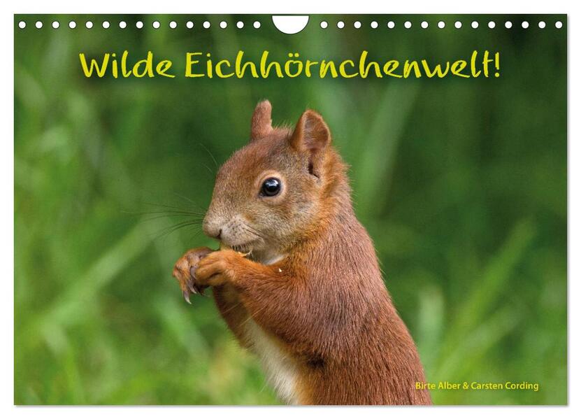 Wilde Eichhörnchenwelt! (Wandkalender 2026 DIN A4 quer) CALVENDO Monatskalender