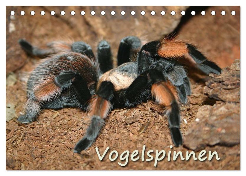 Vogelspinnen (Tischkalender 2026 DIN A5 quer) CALVENDO Monatskalender