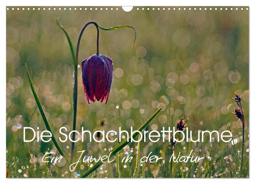 Die Schachbrettblume (Wandkalender 2026 DIN A3 quer) CALVENDO Monatskalender