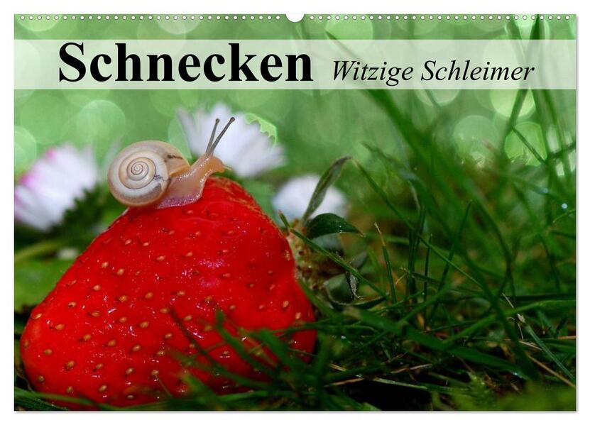 Schnecken. Witzige Schleimer (Wandkalender 2026 DIN A2 quer) CALVENDO Monatskalender