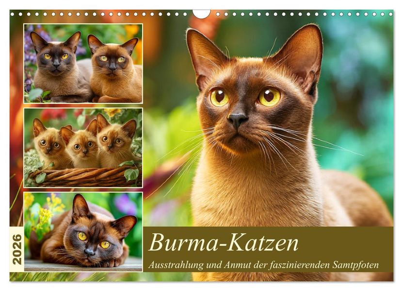 Burma-Katzen. Ausstrahlung und Anmut der faszinierenden Samtpfoten (Wandkalender 2026 DIN A3 quer) CALVENDO Monatskalender
