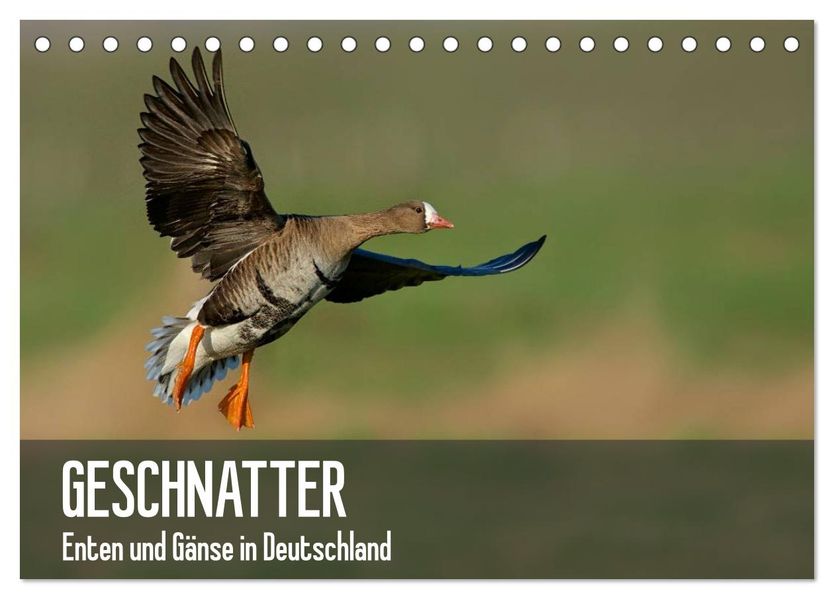 Geschnatter - Enten und Gänse in Deutschland (Tischkalender 2026 DIN A5 quer) CALVENDO Monatskalender