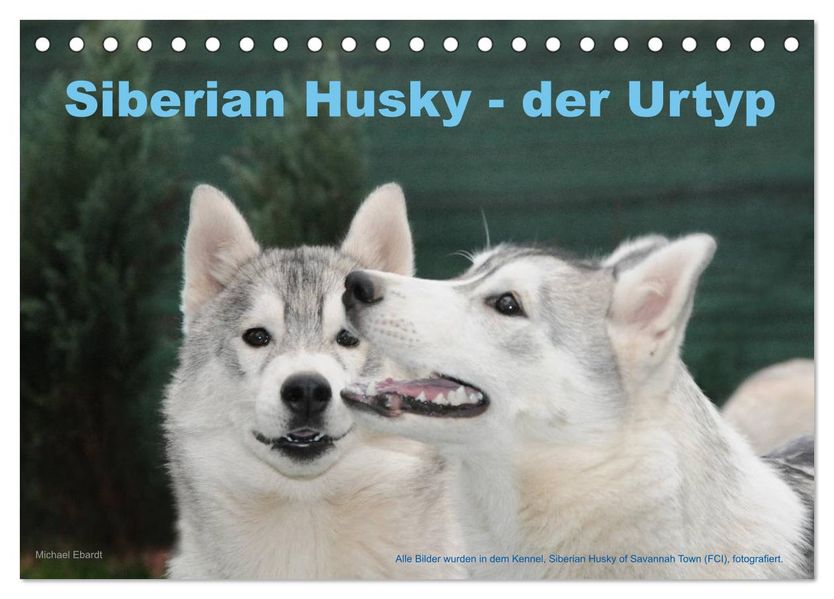 Siberian Husky - der Urtyp (Tischkalender 2026 DIN A5 quer) CALVENDO Monatskalender
