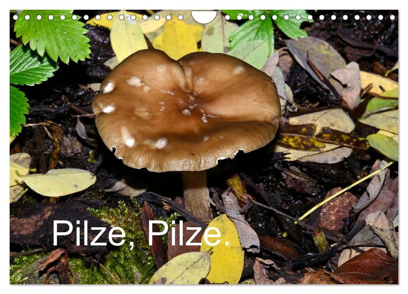 Pilze Pilze (Wandkalender 2026 DIN A4 quer) CALVENDO Monatskalender