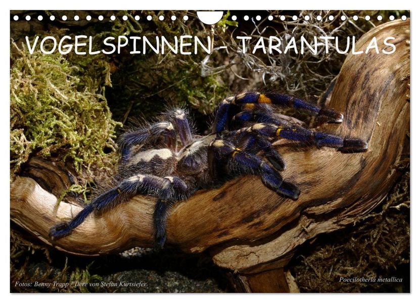 Vogelspinnen - Tarantulas (Wandkalender 2026 DIN A4 quer) CALVENDO Monatskalender