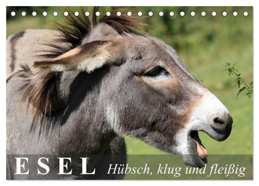 Esel - hübsch klug und fleißig (Tischkalender 2026 DIN A5 quer) CALVENDO Monatskalender