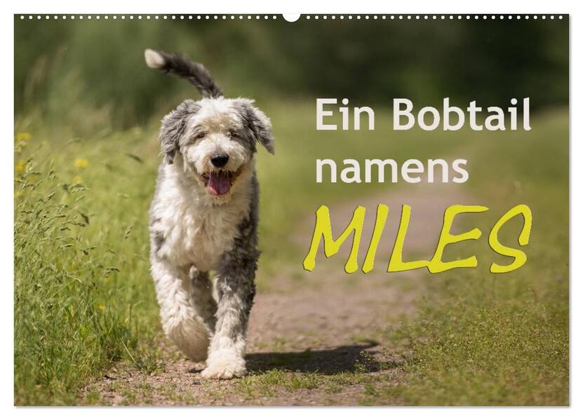 Ein Bobtail namens Miles (Wandkalender 2026 DIN A2 quer) CALVENDO Monatskalender