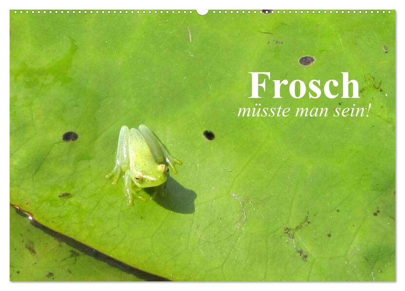 Frosch müsste man sein! (Wandkalender 2026 DIN A2 quer) CALVENDO Monatskalender