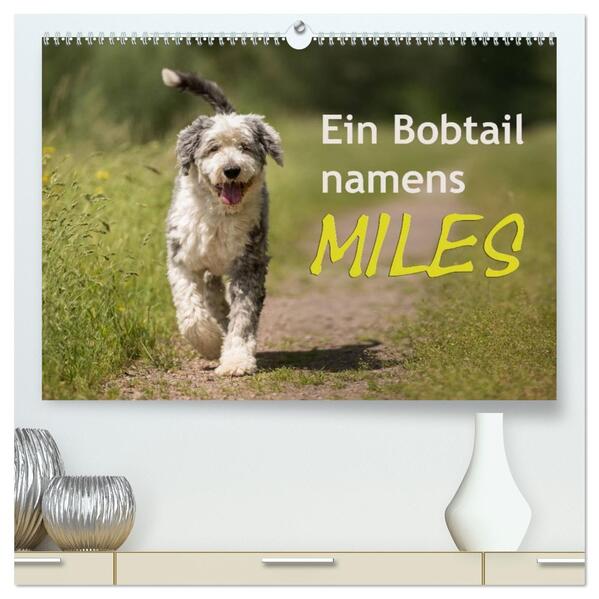 Ein Bobtail namens Miles (hochwertiger Premium Wandkalender 2026 DIN A2 quer) Kunstdruck in Hochglanz