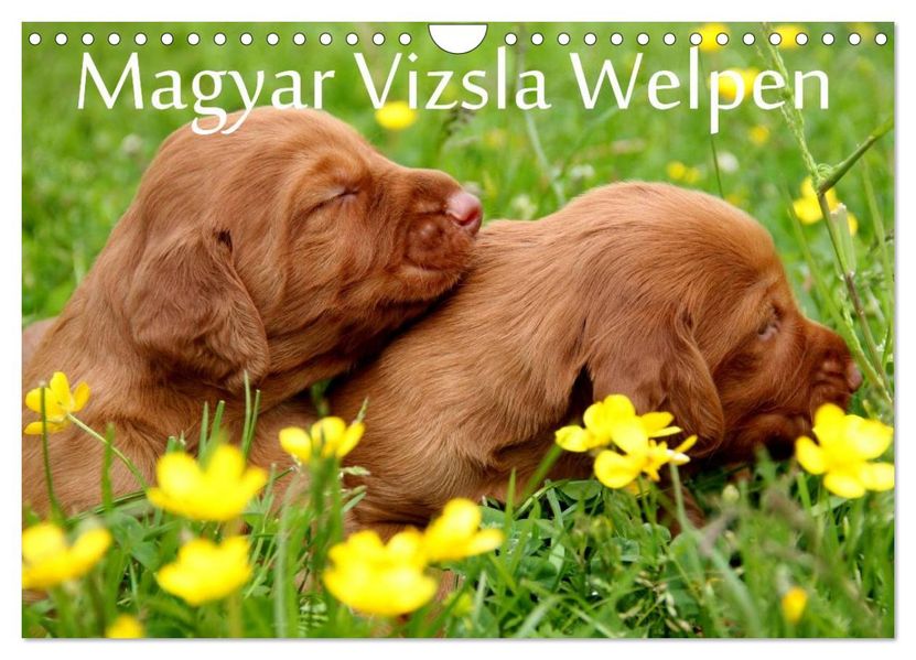 Magyar Vizsla Welpen (Wandkalender 2026 DIN A4 quer) CALVENDO Monatskalender