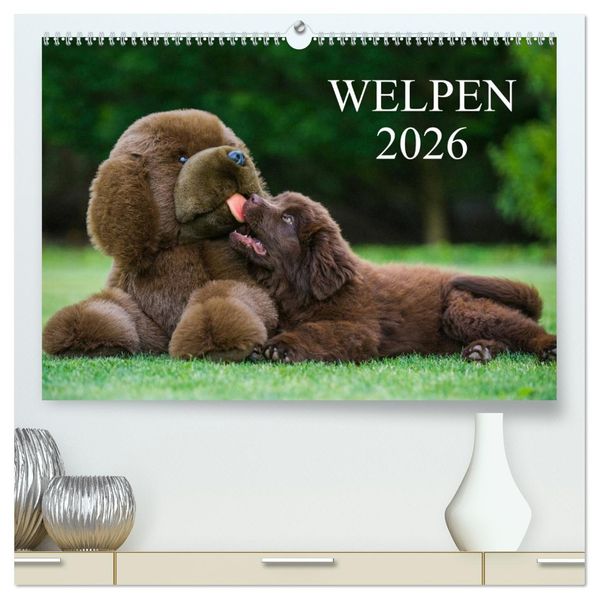 Welpen 2026 (hochwertiger Premium Wandkalender 2026 DIN A2 quer) Kunstdruck in Hochglanz