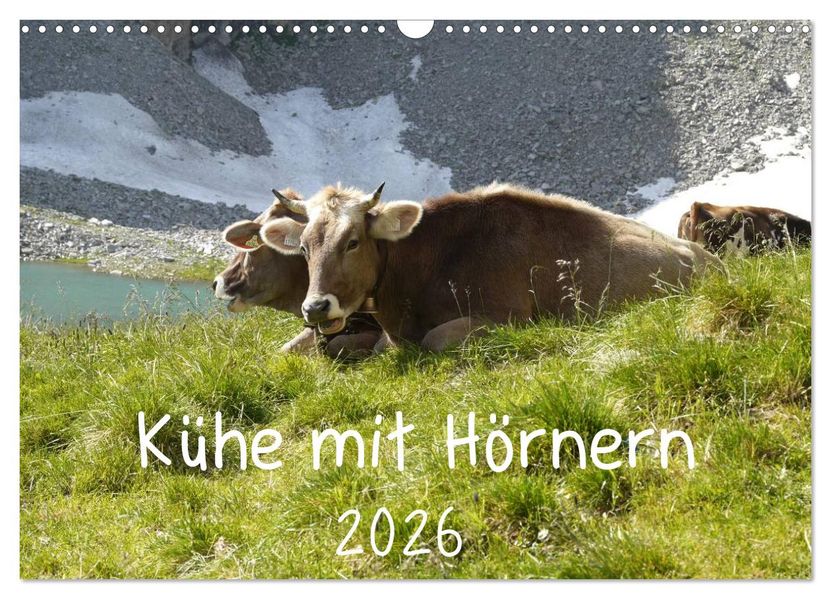 Kühe mit Hörnern (Wandkalender 2026 DIN A3 quer) CALVENDO Monatskalender