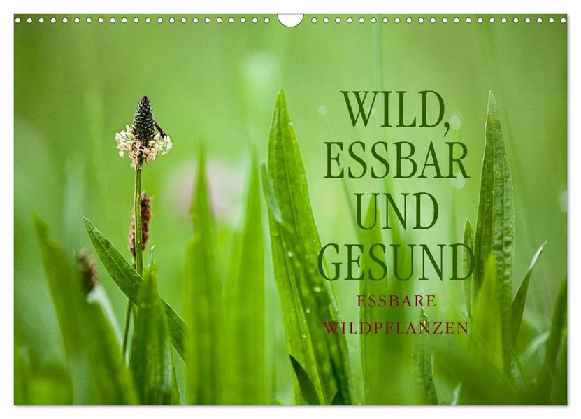 WILD ESSBAR UND GESUND Essbare Wildpflanzen (Wandkalender 2026 DIN A3 quer) CALVENDO Monatskalender