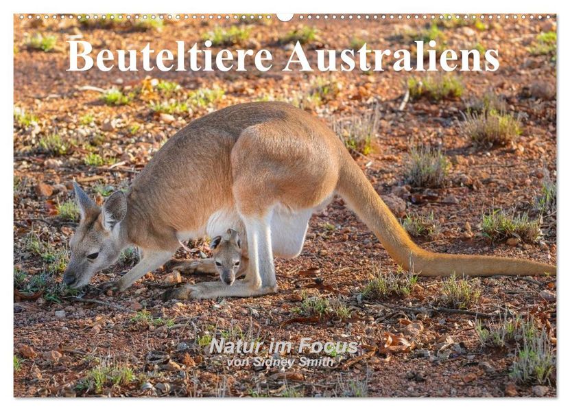Beuteltiere Australiens (Wandkalender 2026 DIN A2 quer) CALVENDO Monatskalender