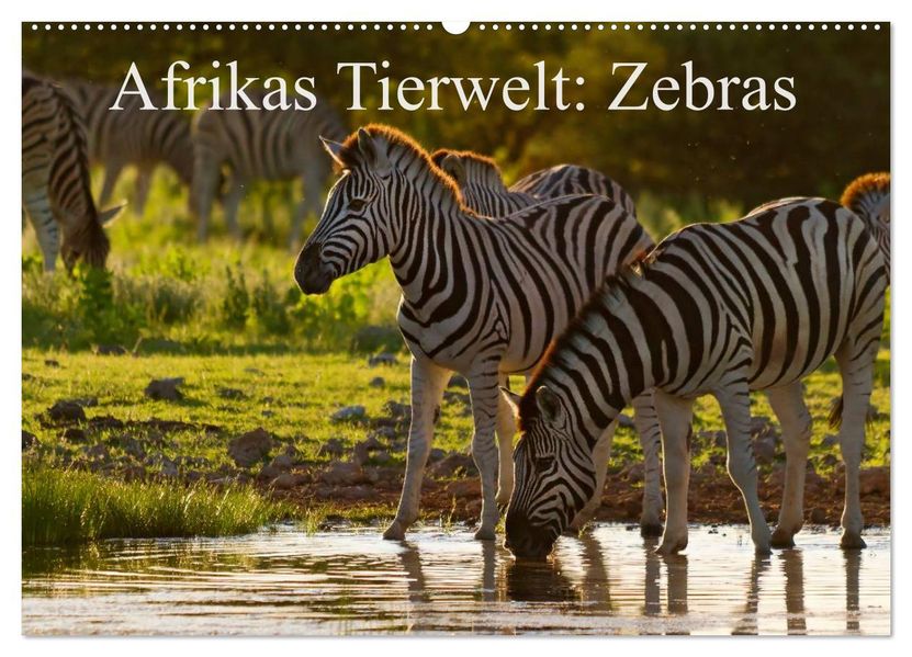 Afrikas Tierwelt: Zebras (Wandkalender 2026 DIN A2 quer) CALVENDO Monatskalender
