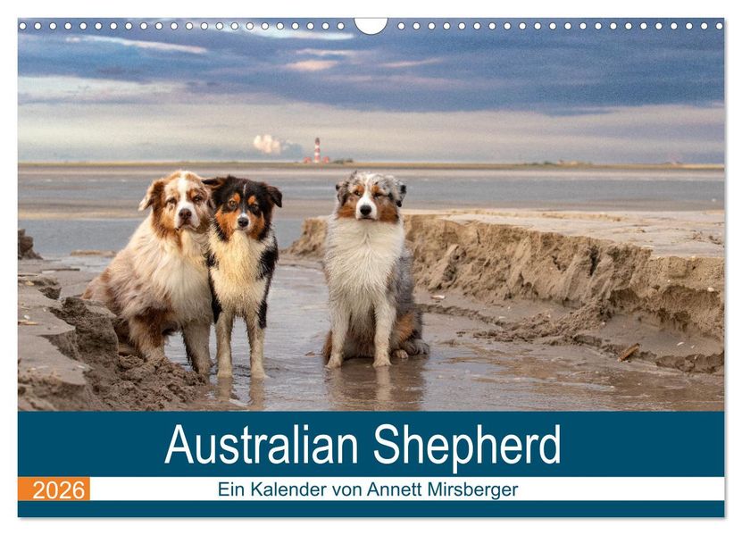 Australian Shepherd 2026 (Wandkalender 2026 DIN A3 quer) CALVENDO Monatskalender