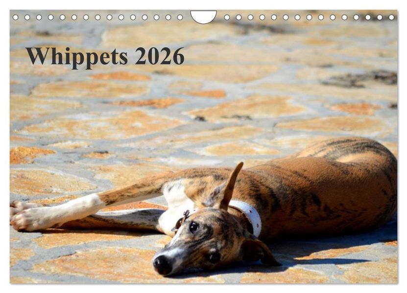 Whippet 2026 (Wandkalender 2026 DIN A4 quer) CALVENDO Monatskalender