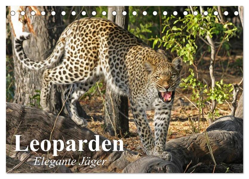 Leoparden. Elegante Jäger (Tischkalender 2026 DIN A5 quer) CALVENDO Monatskalender