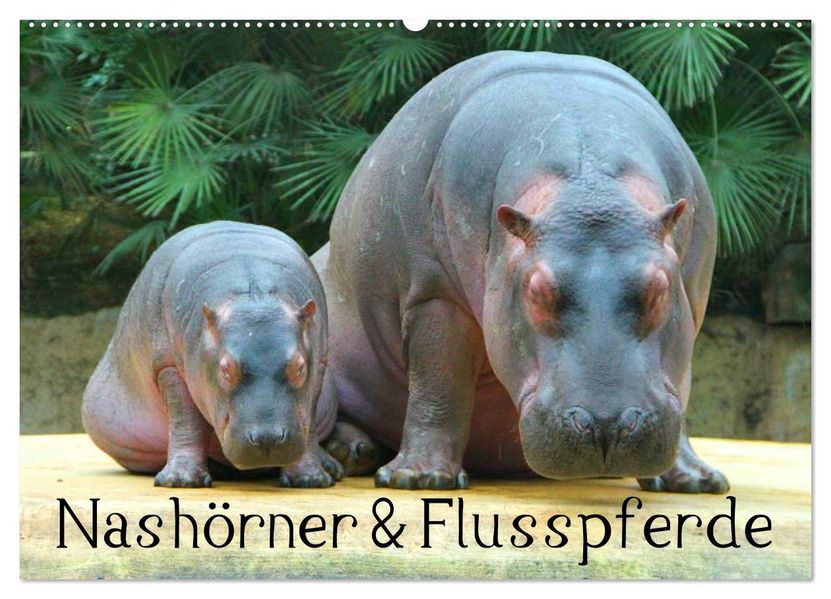 Nashörner & Flusspferde (Wandkalender 2026 DIN A2 quer) CALVENDO Monatskalender