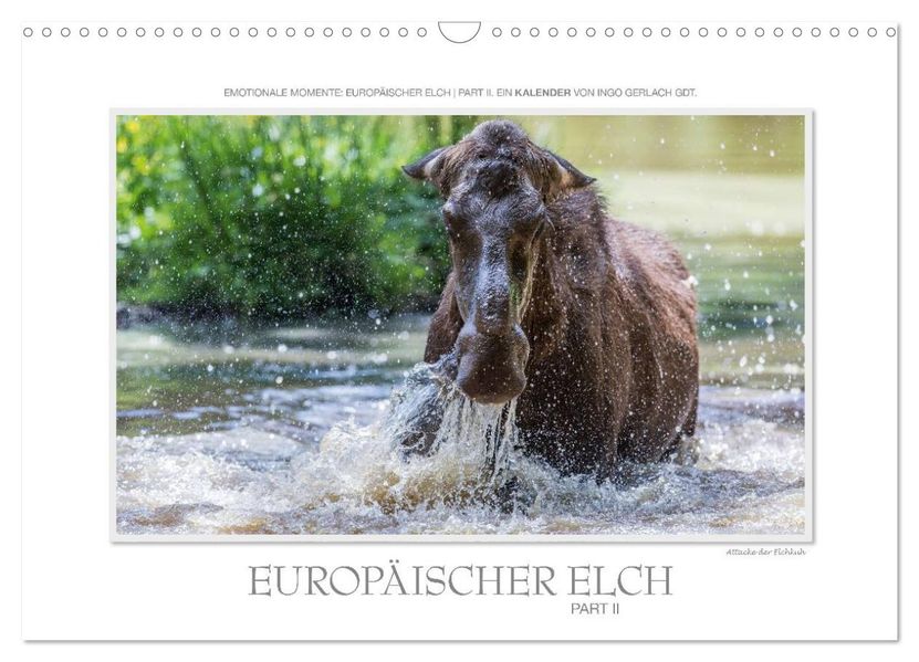Emotionale Momente: Europäischer Elch Part II (Wandkalender 2026 DIN A3 quer) CALVENDO Monatskalender