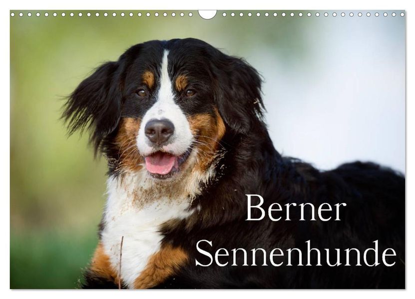 Berner Sennenhunde (Wandkalender 2026 DIN A3 quer) CALVENDO Monatskalender