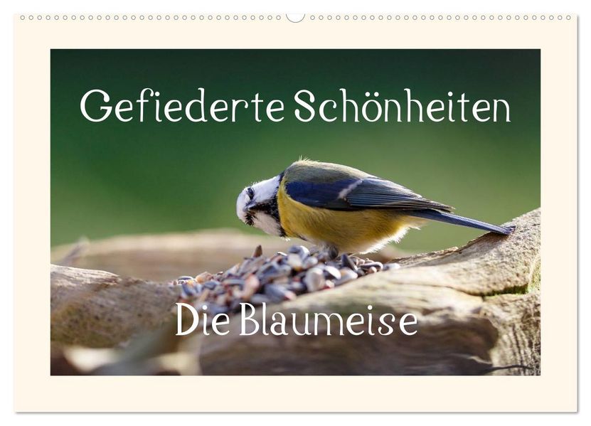 Gefiederte Schönheiten - Die Blaumeise (Wandkalender 2026 DIN A2 quer) CALVENDO Monatskalender