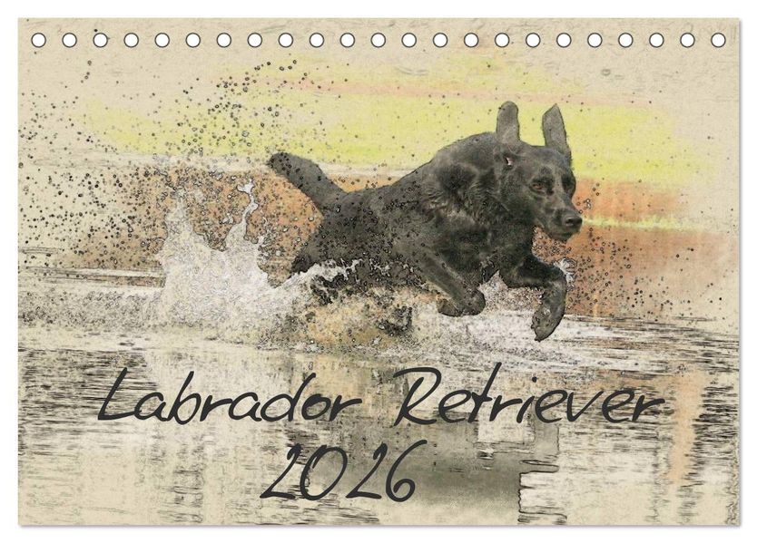Labrador Retriever 2026 (Tischkalender 2026 DIN A5 quer) CALVENDO Monatskalender