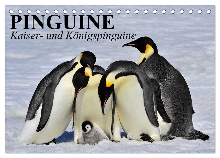 Pinguine - Kaiser- und Königspinguine (Tischkalender 2026 DIN A5 quer) CALVENDO Monatskalender