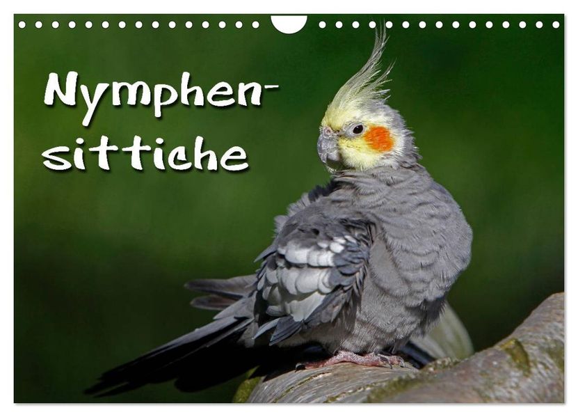 Nymphensittiche (Wandkalender 2026 DIN A4 quer) CALVENDO Monatskalender
