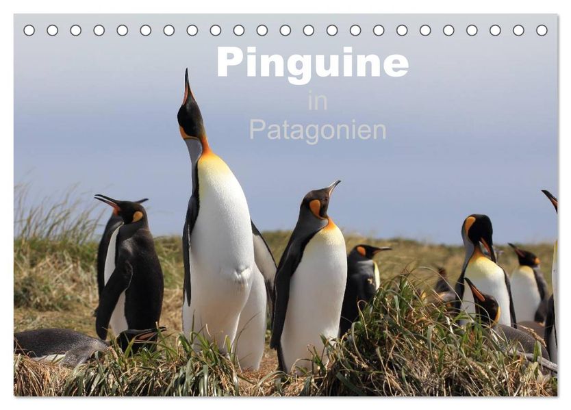 Pinguine in Patagonien (Tischkalender 2026 DIN A5 quer) CALVENDO Monatskalender