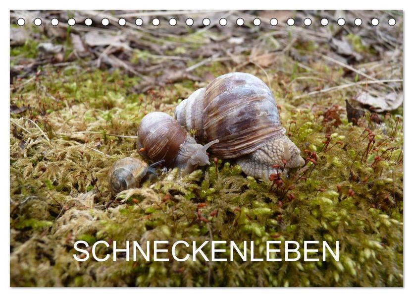 Schneckenleben (Tischkalender 2026 DIN A5 quer) CALVENDO Monatskalender