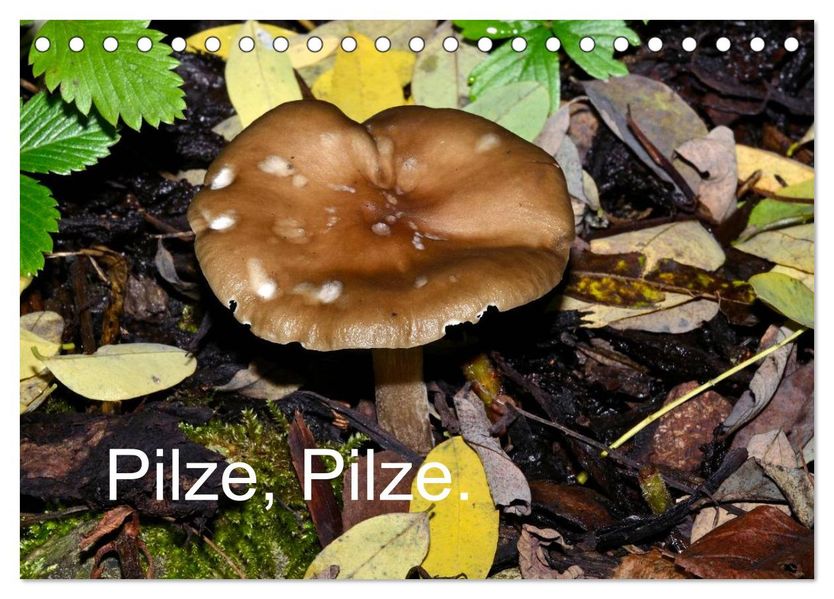 Pilze Pilze (Tischkalender 2026 DIN A5 quer) CALVENDO Monatskalender