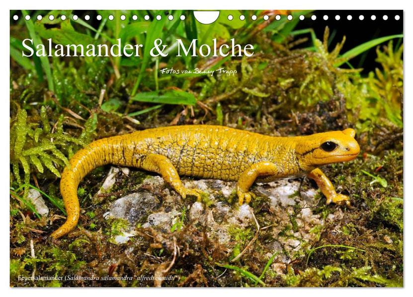 Salamander und Molche (Wandkalender 2026 DIN A4 quer) CALVENDO Monatskalender