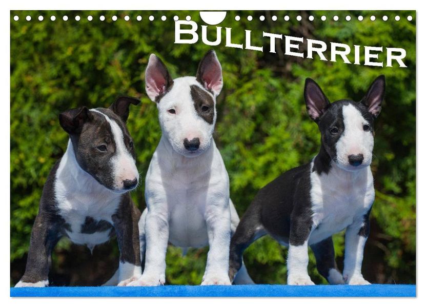 Bullterrier (Wandkalender 2026 DIN A4 quer) CALVENDO Monatskalender